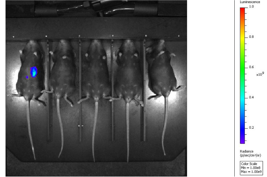 Fusion Protein Treated